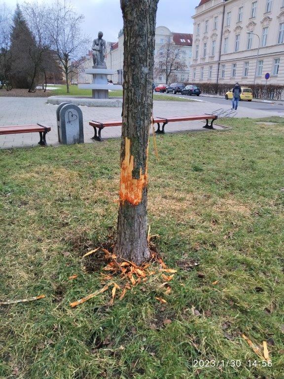 jablon | Statutární město Opava