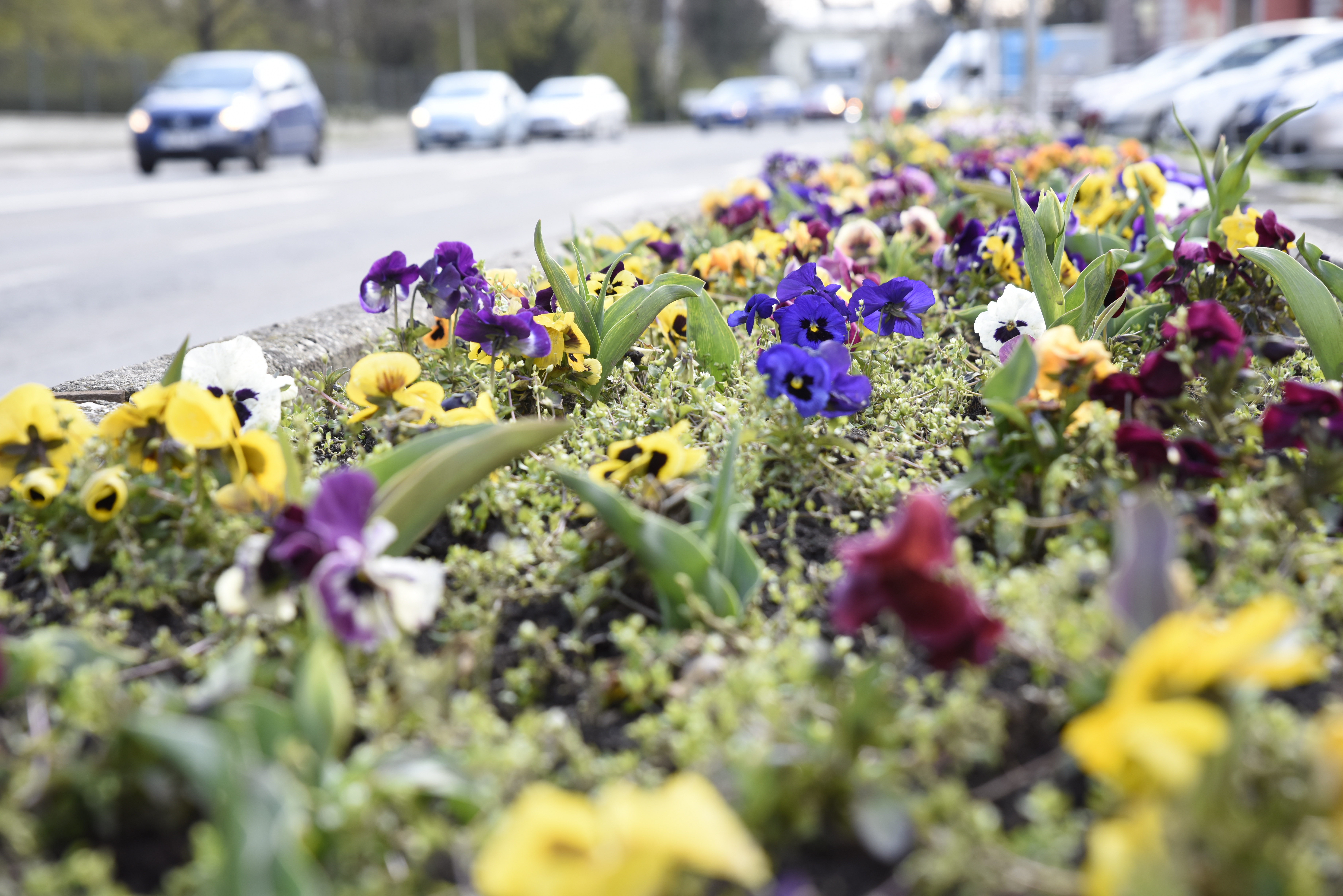 dsc6826aa | Statutární město Opava