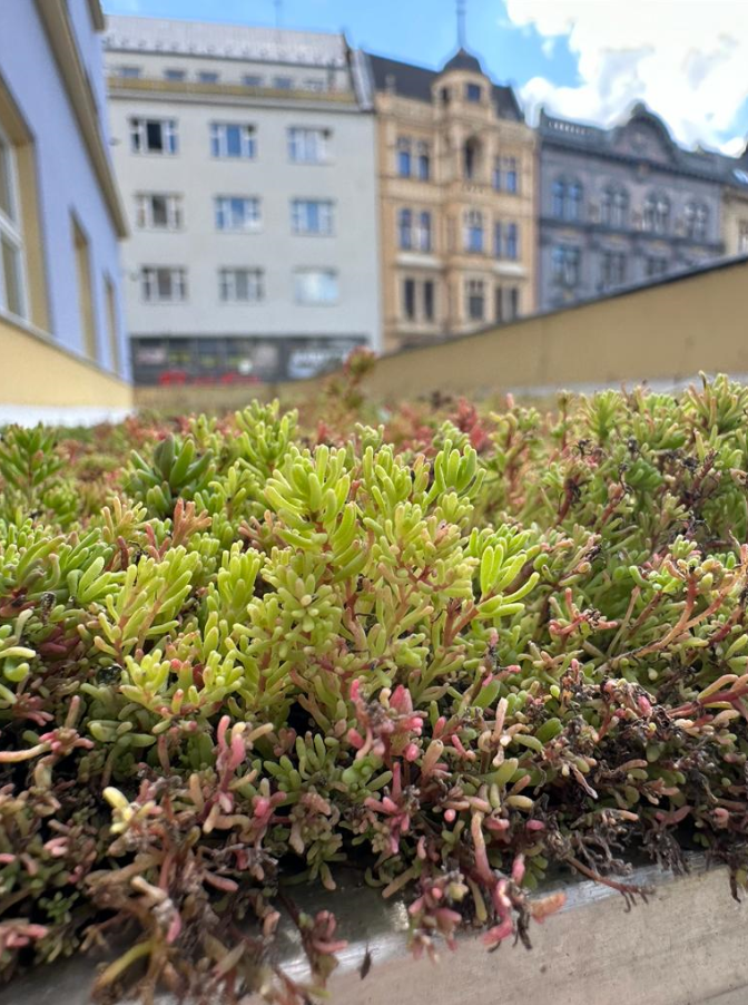 hlaska | Statutární město Opava