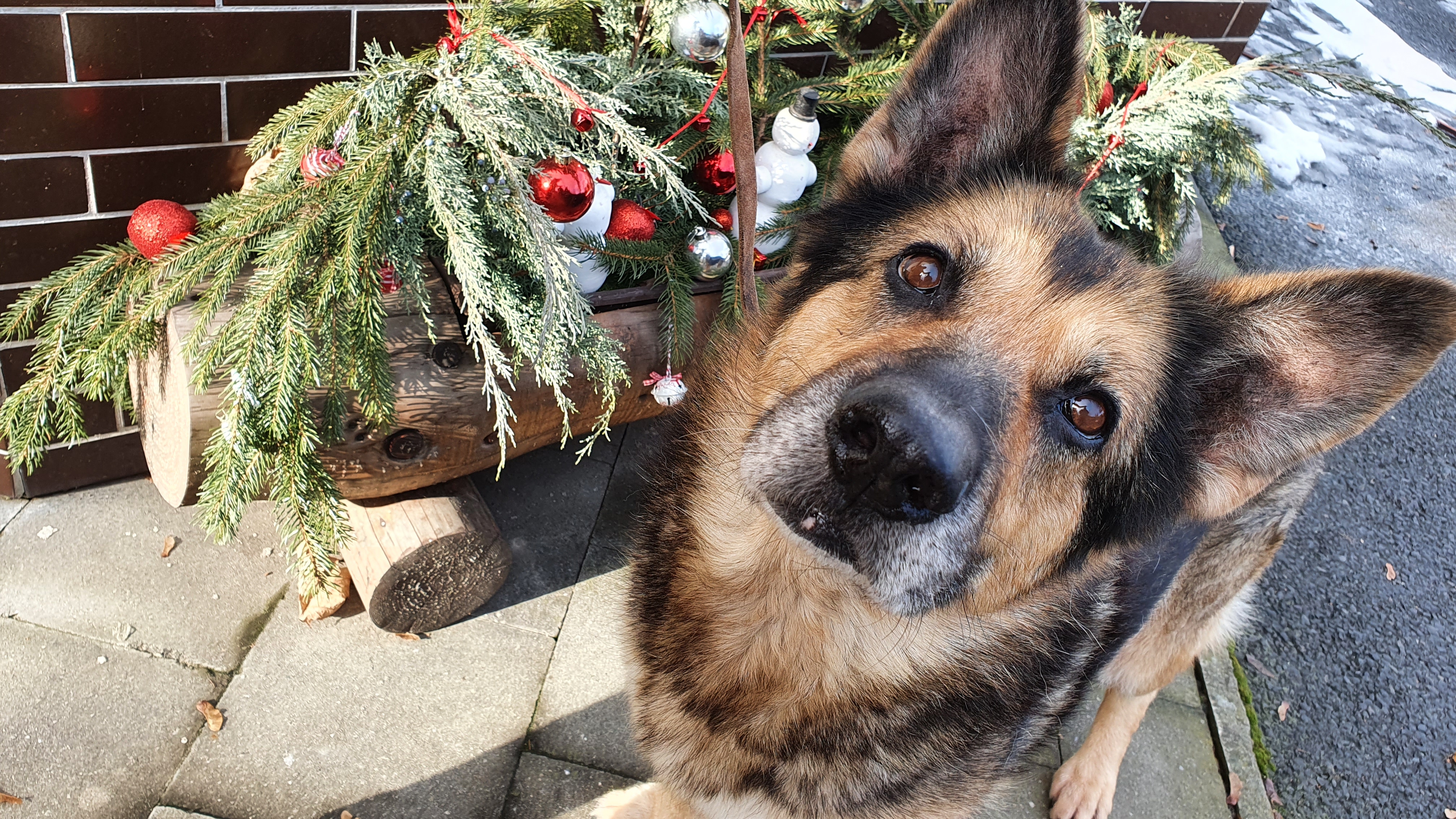 psi utulek | Statutární město Opava