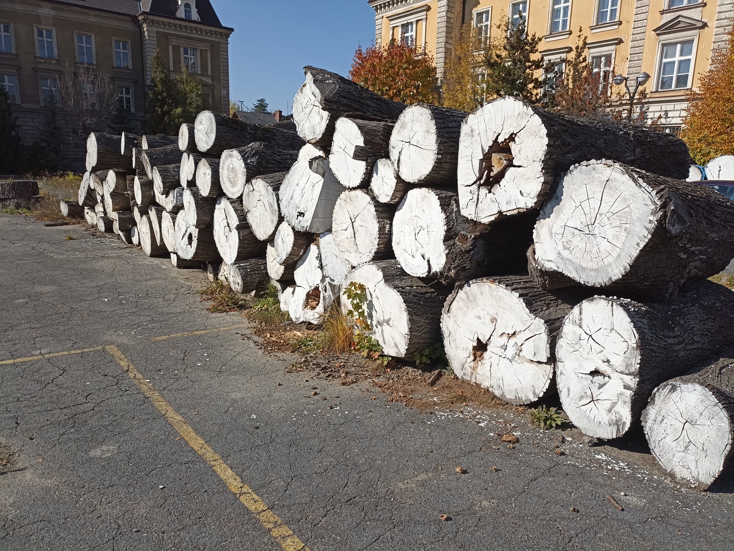 drevo 1 | Statutární město Opava