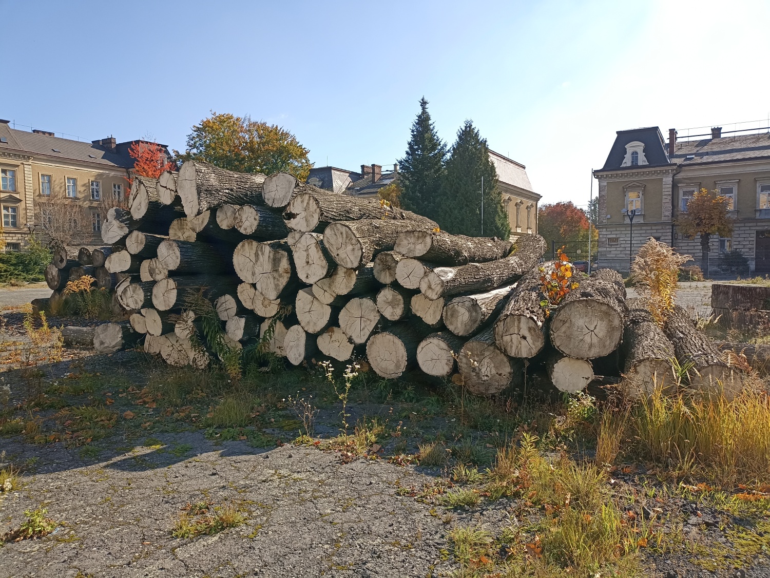 drevo 2 | Statutární město Opava