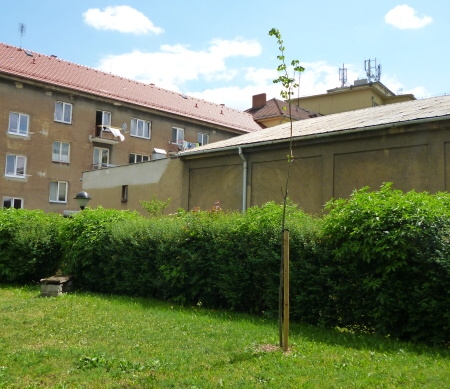 p1020138lipa | Statutární město Opava