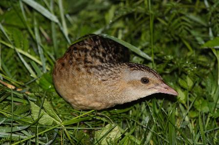 chrastal polni | Statutární město Opava
