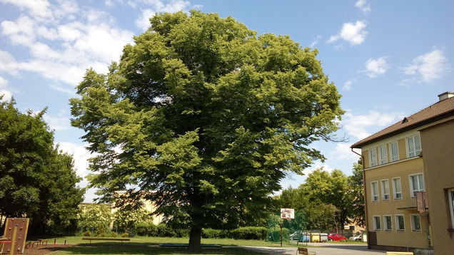 img 20180522 124240 | Statutární město Opava