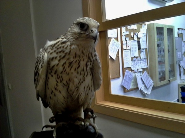 dravec | Statutární město Opava