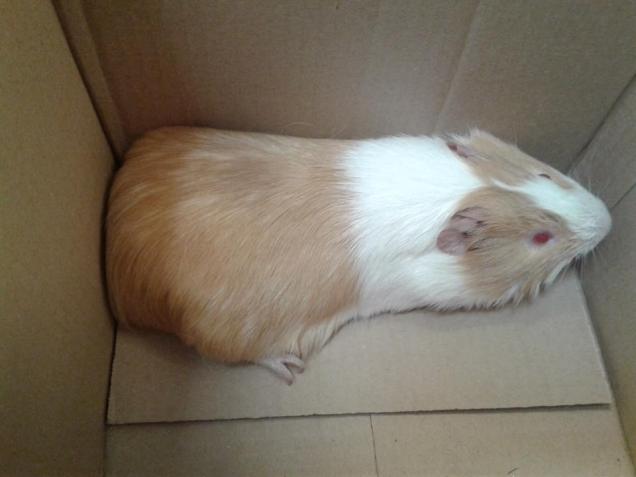 61915820 408981059697946 2093398628080025600 n | Statutární město Opava